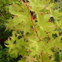 Acer palmatum Aureum