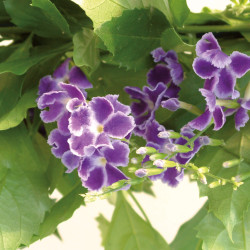 Duranta erecta