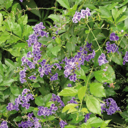 Duranta erecta