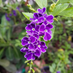 Duranta erecta