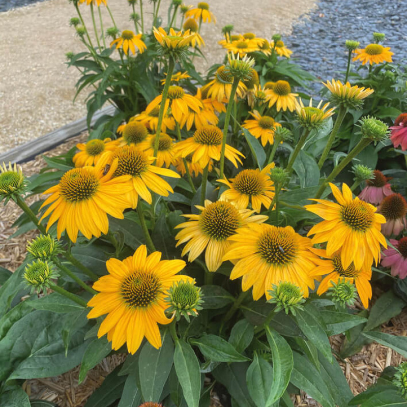 Echinacea Yellow Ombre