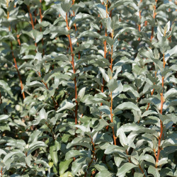 Elaeagnus commutata ‘Zempin’