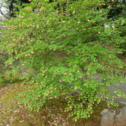 Enkianthus campanulatus Red Bells