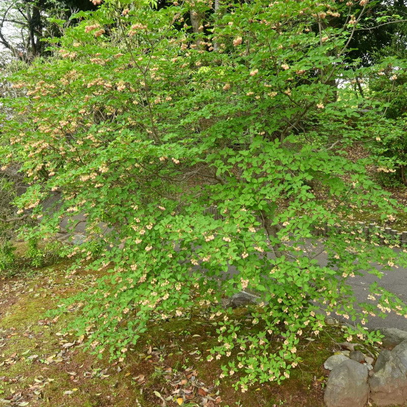 Enkianthus campanulatus Red Bells