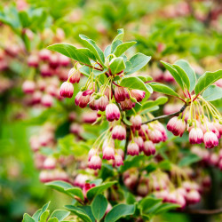 Enkianthus campanulatus Red Bells