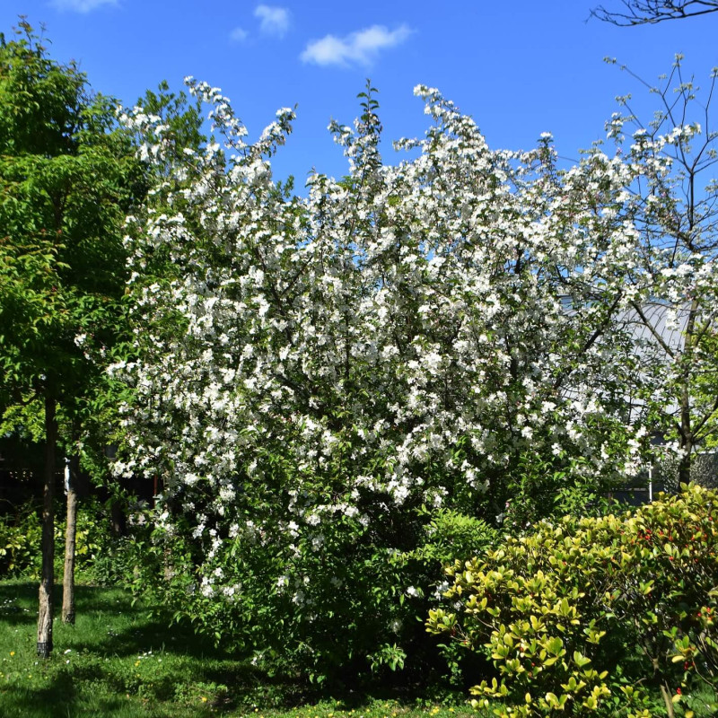 MALUS TORINGO 'JUTTA' - Pommier d'ornement