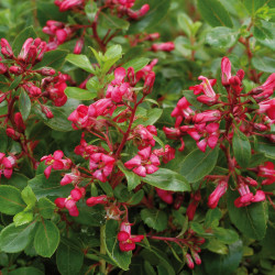 Escallonia ‘Red Dream’
