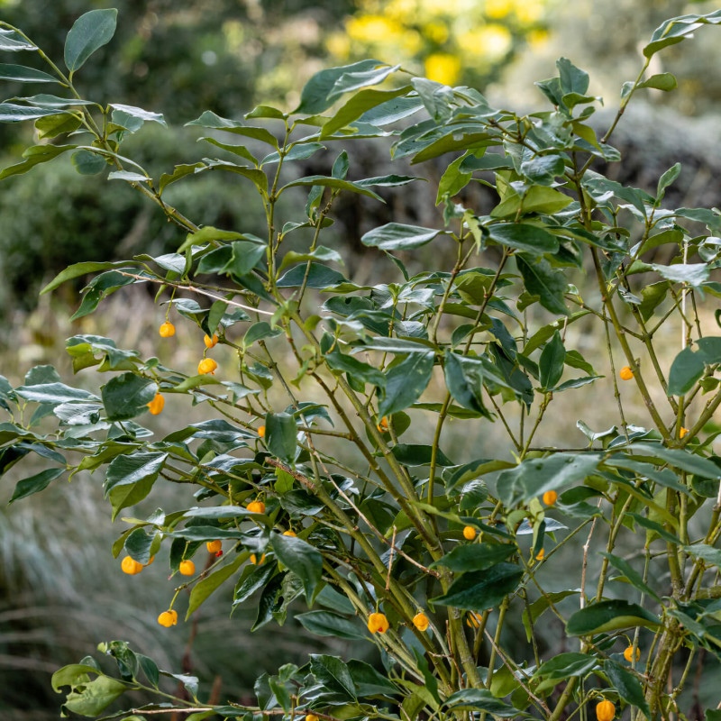 Euonymus myrianthus
