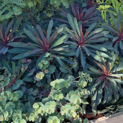 Euphorbia characias Miners Merlot