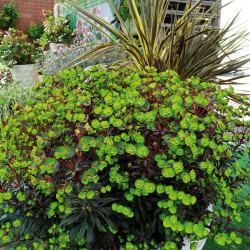 Euphorbia characias Miners Merlot