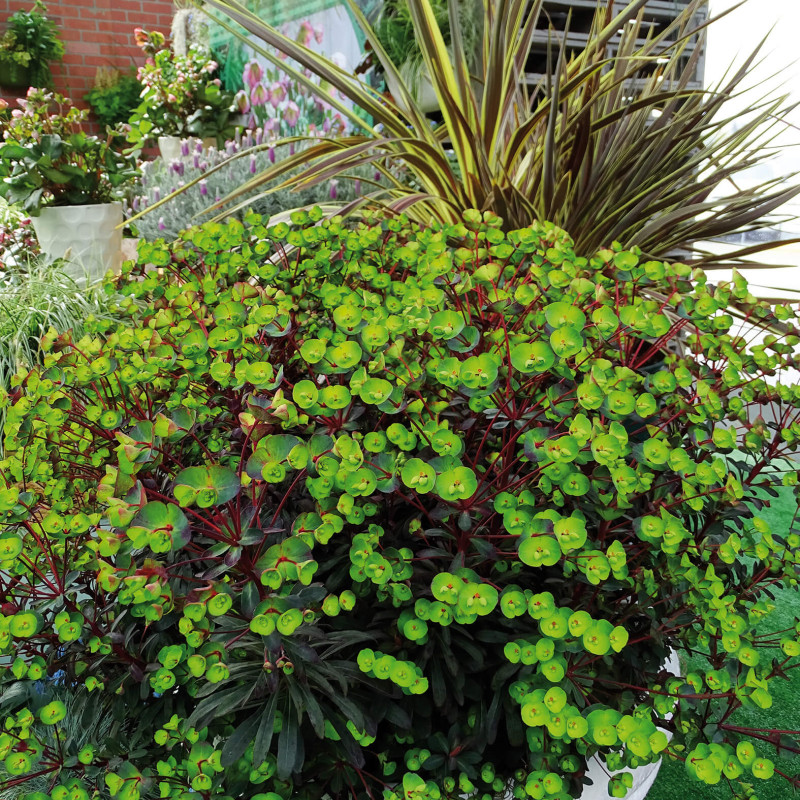 Euphorbia characias Miners Merlot