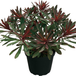 Euphorbia characias Miners Merlot