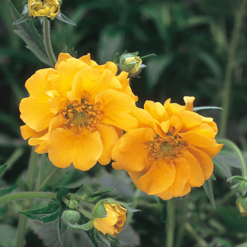 Geum chiloense ‘Lady Stratheden‘