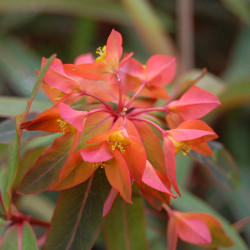 Euphorbia griffithii Fireglow