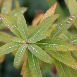 Euphorbia griffithii Fireglow
