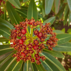 Euphorbia mellifera
