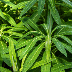 Euphorbia mellifera