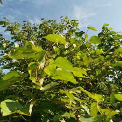 Firmiana simplex