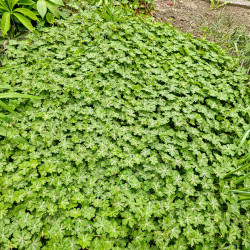 Geranium macrorrhizum ‘Spessart’