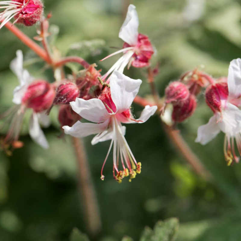 Geranium macrorrhizum ‘Spessart’