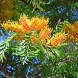Grevillea robusta
