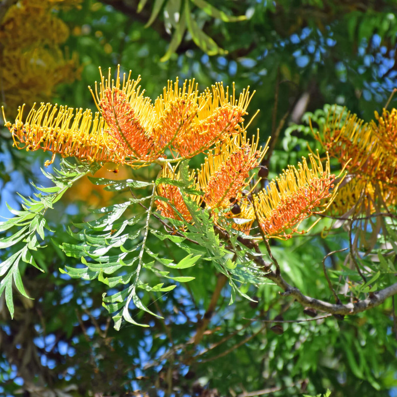 Grevillea robusta