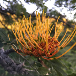Grevillea robusta
