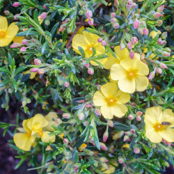 Halimium libanotis