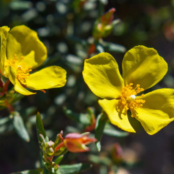 Halimium libanotis