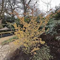 Hamamelis virginiana