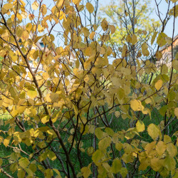 Hamamelis virginiana