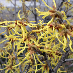 Hamamelis virginiana
