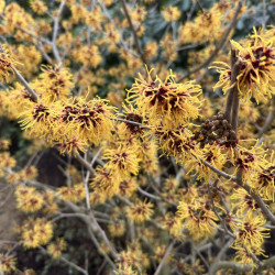 Hamamelis virginiana