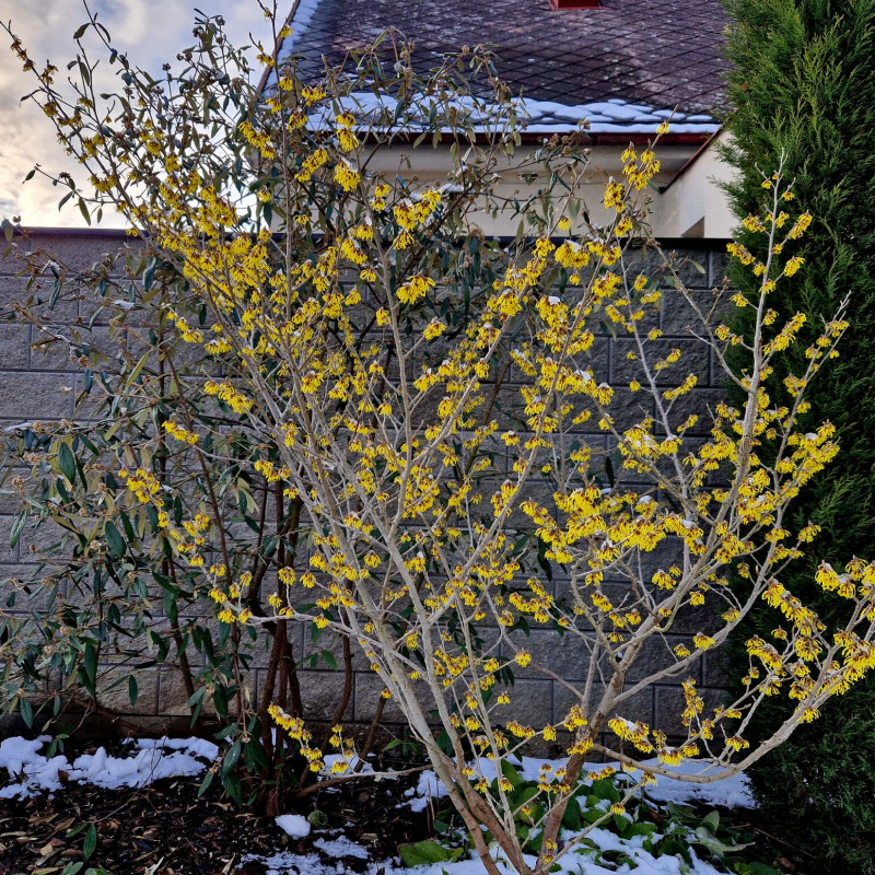 Hamamelis virginiana