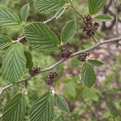 Hamamelis virginiana