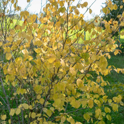 Hamamelis virginiana