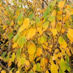 Hamamelis virginiana