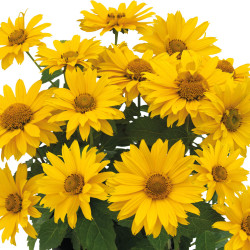 Heliopsis 'Sole d'Oro'