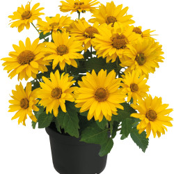 Heliopsis 'Sole d'Oro'