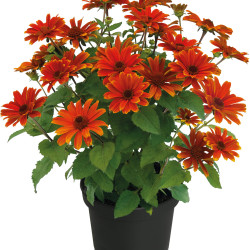Heliopsis ‘Sole d’Amore’