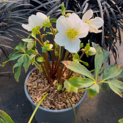 Helleborus niger
