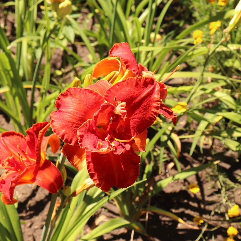 Hemerocallis 'Mosses fire'