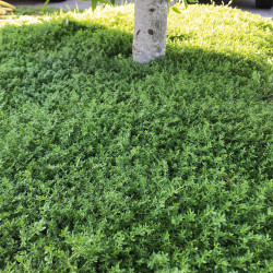 Herniaria glabra
