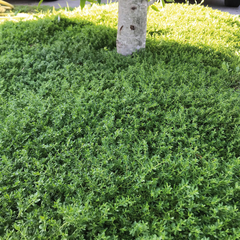 Herniaria glabra