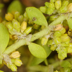 Herniaria glabra