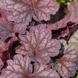 Heuchera WORLD CAFFE Arabica