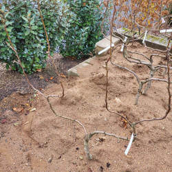 Pyrus communis ‘Comtesse de Paris’