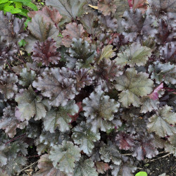 Heuchera WORLD CAFFE Expresso