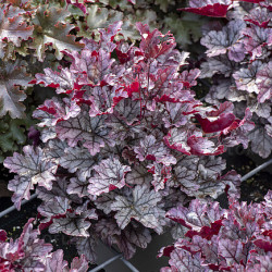 Heuchera WORLD CAFFE Frappé