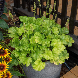 Heuchera WORLD CAFFE Lime Americano